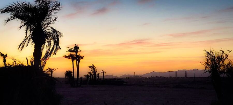 Marrakech: Private Palm Grove Camel and Quad Bike Ride - Who Will Enjoy This Outing Most