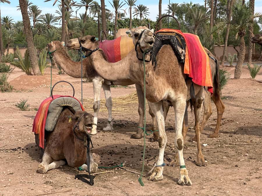 Marrakech: Quad Bike excursion at the sunset with Tea Break - Who will enjoy this most?