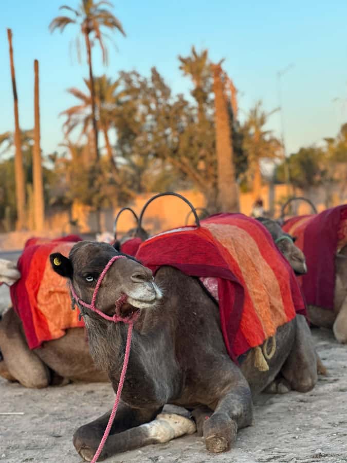 Marrakech:quad excursion at Jbilet desert with Moroccan tea - The palm grove photo stop