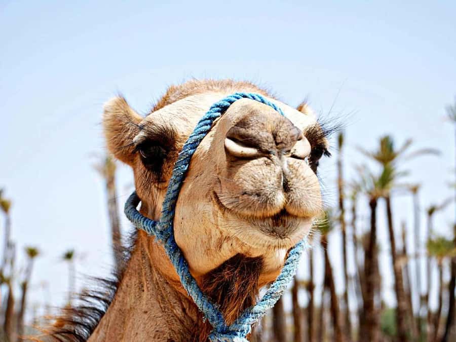 Marrakech: Sunset Camel Ride in Palmeraie - Key points to know before booking