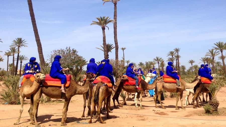 Marrakech: Sunset Camel Ride in Palmeraie - Mint tea with a Berber family