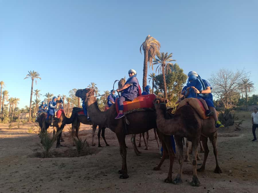 Marrakech: Sunset Camel Ride in the Palmeraie - Comfort, age, and mobility