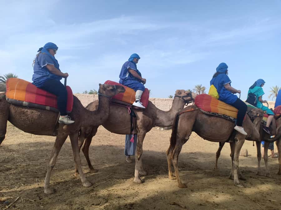 Marrakech: Sunset Camel Ride in the Palmeraie - Guides, drivers, and the human side