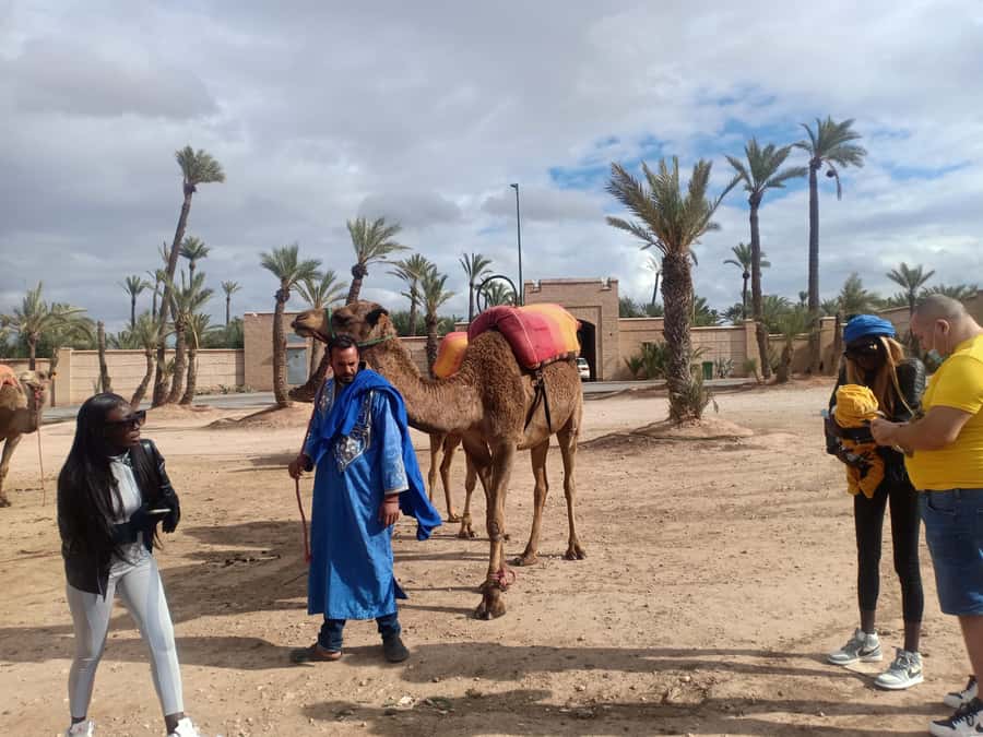 Marrakech: Sunset Camel Ride in the Palmeraie - Who should book this Palmeraie ride?