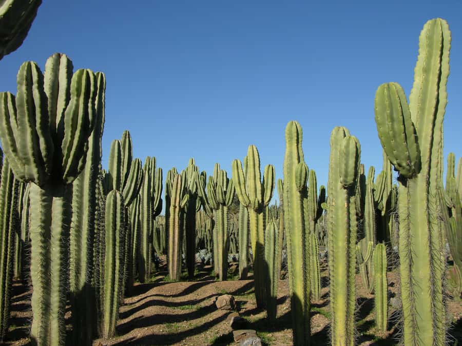 Marrakesh: Cactus Thiemann Entry Ticket - Key points to know before you go