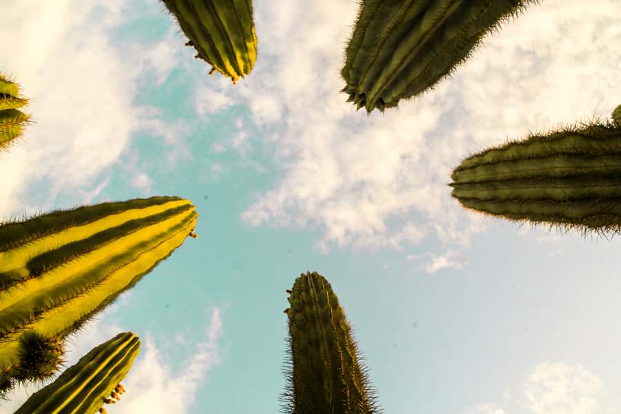 Marrakesh: Cactus Thiemann Entry Ticket - What you see across nearly 7 hectares