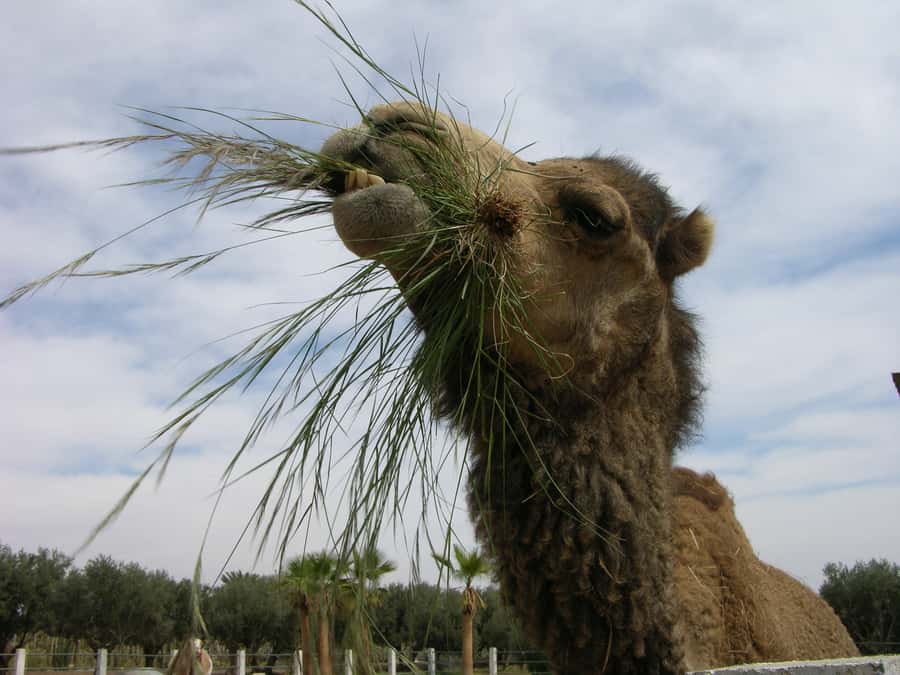 Marrakesh: Cactus Thiemann Entry Ticket - Is the $14 admission good value?