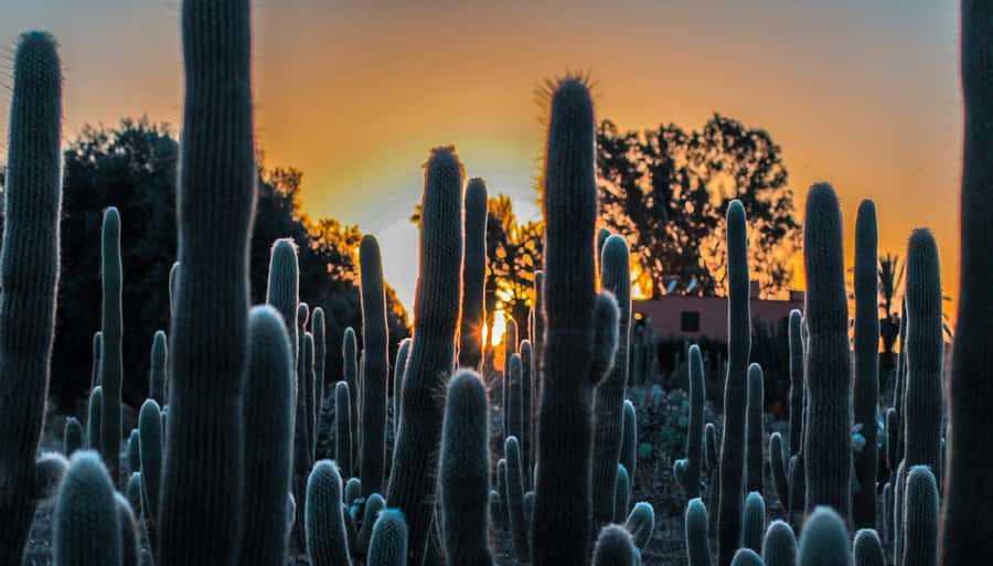 Marrakesh: Cactus Thiemann Entry Ticket - A good stop for families and photographers