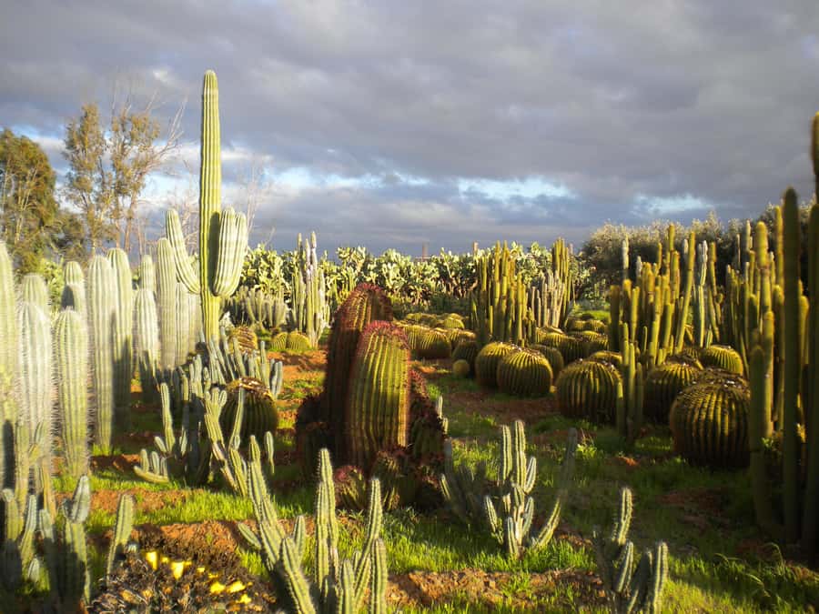 Marrakesh: Cactus Thiemann Entry Ticket - Why the photo areas work so well