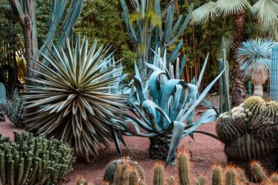 Majorelle Garden Entry Tickets