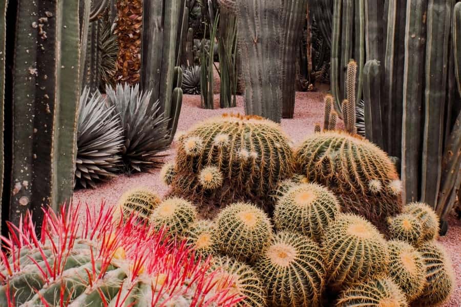 Marrakesh: Majorelle Garden Entry Tickets - A one-hour visit, with room to slow down