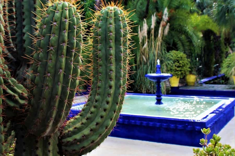 Marrakesh: Majorelle Garden Entry Tickets - What to bring and what to leave behind