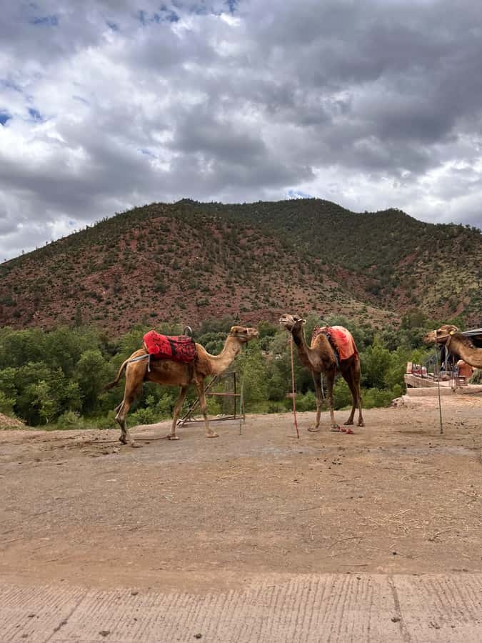 Marrakesh: Ourika Valley & Atlas Mountains Day Trip + Lunch - Argan oil and the cooperative visit