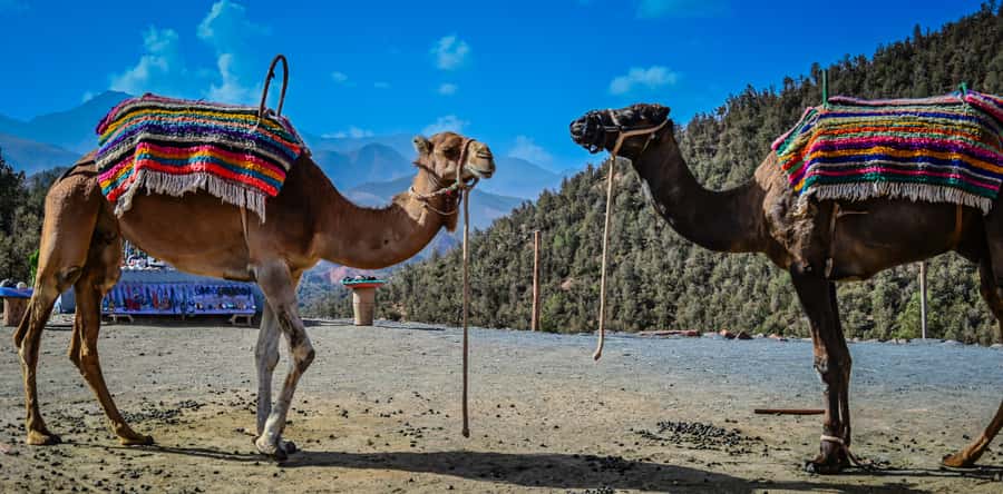 Marrakesh: Ourika Waterfalls, Atlas Mountains, Guide + Lunch - Who should book this Ourika Valley trip