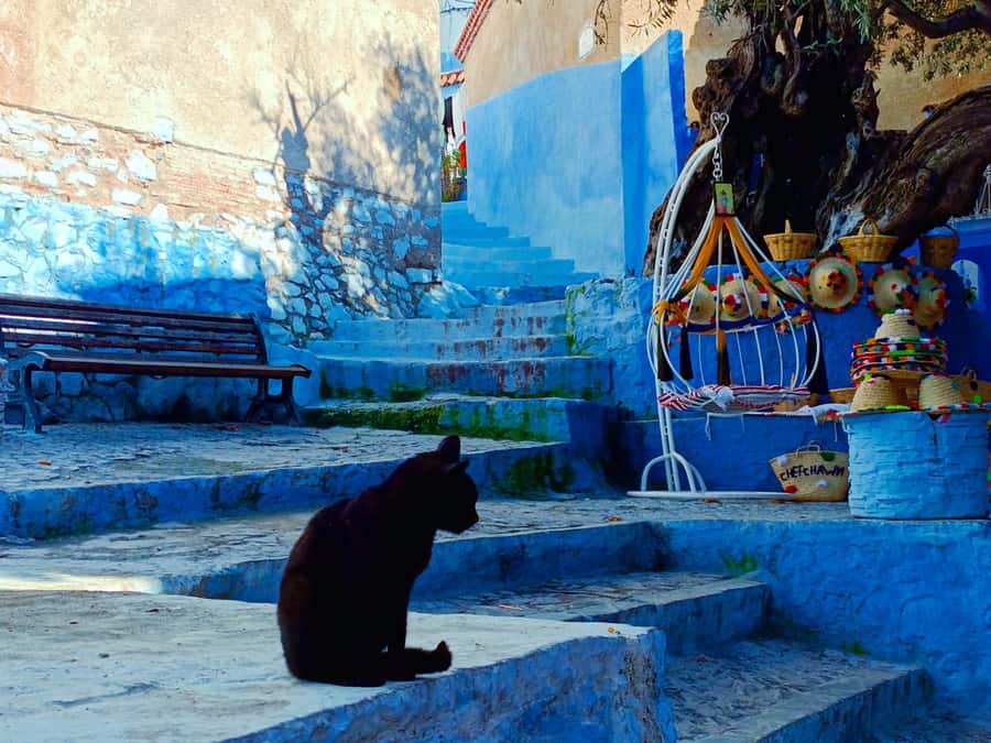 Memorable Day Trip From Fez to Chefchaouen the Blue City - The 8 a.m. pickup keeps the day organized