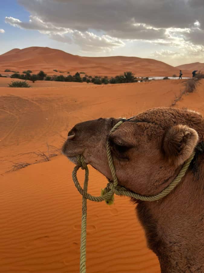 Merzouga Overnight Stay in a Berber Tent and Camel Ride - Sunset on the Erg Chebbi dunes