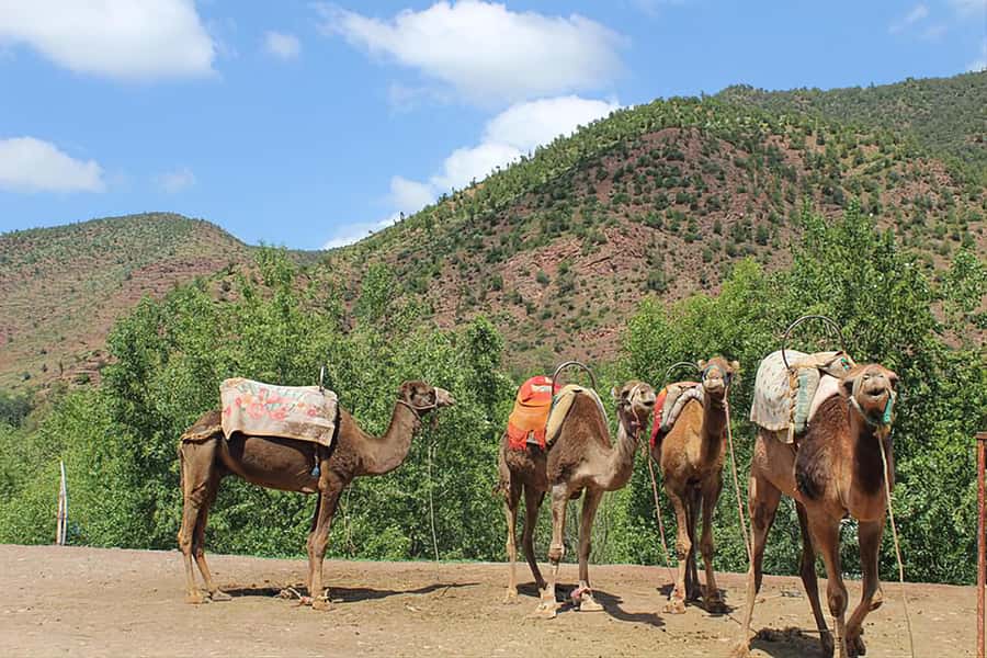 Ourika Valley, Atlas Mountains, Waterfalls & Guided Tour - Who should book this Ourika Valley tour?
