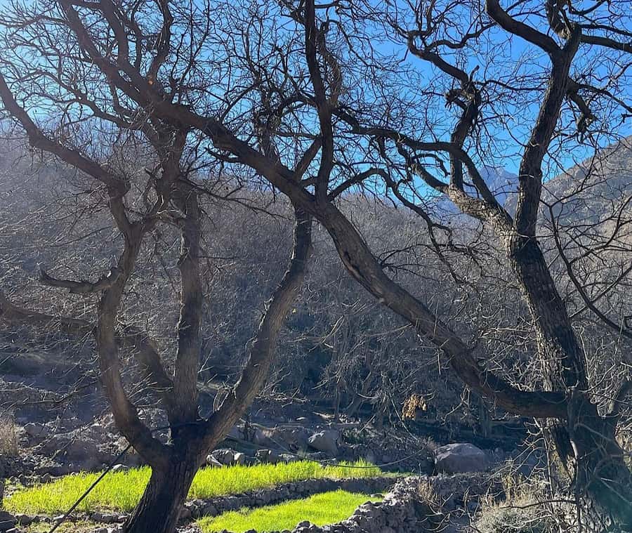 Ourika Valley: Quad Biking,Camel Riding,and Hiking Adventure - Tea, olives, and honey in a Berber home