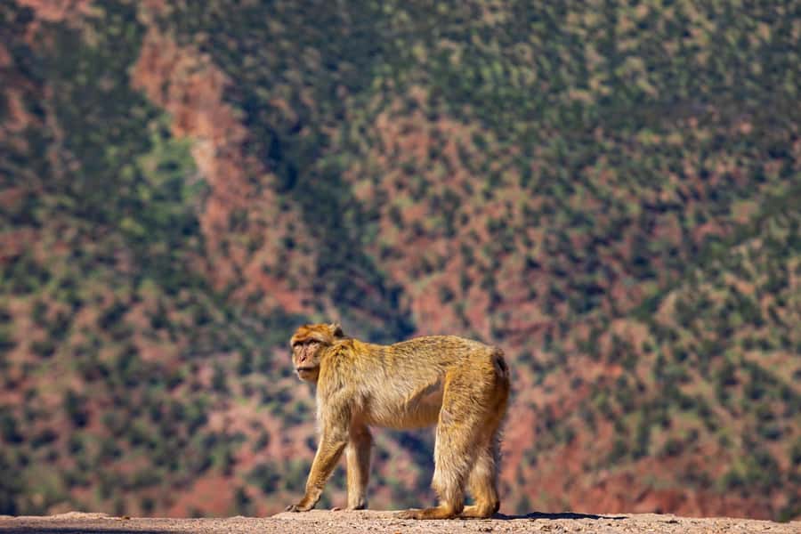 Ouzoud Waterfalls: Day Trip from Marrakech - The Guides Can Shape the Day