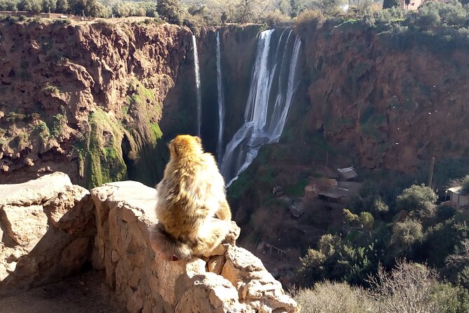 Ouzoud Waterfalls Full Day Trip From Marrakech - What the $15.76 price really buys you