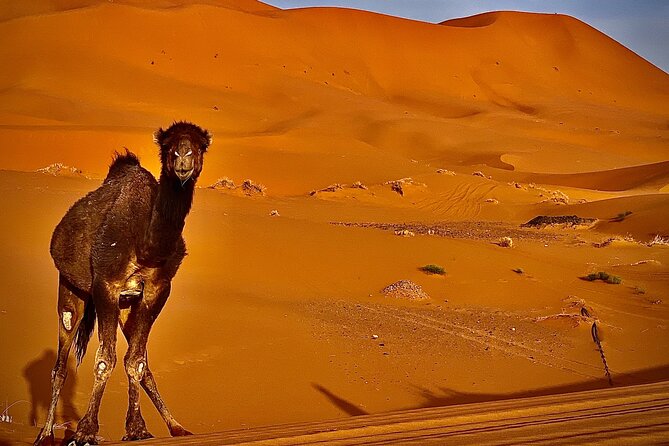 Overnight stay in desert camp & Camel trekking in the Sahara - Sandboarding is a bonus, not a guarantee