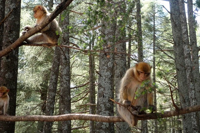 Overnight Tour From Fes to Sahara Desert - Azrou and the Barbary Apes