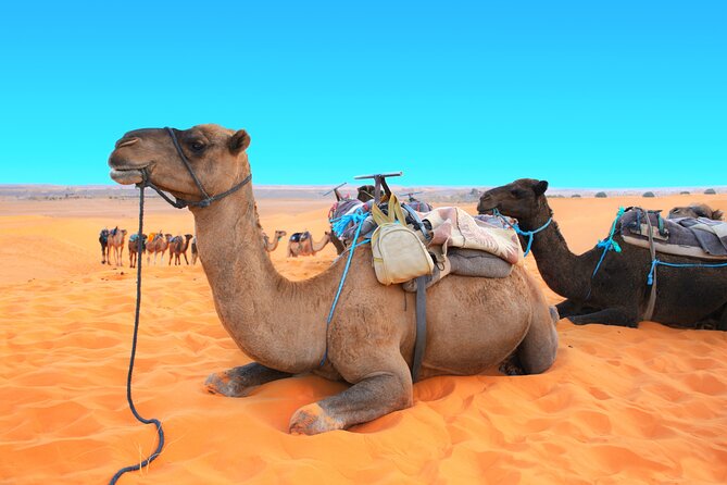 Private Driver for a full day in Marrakech - Why the Flexible Format Can Work Well