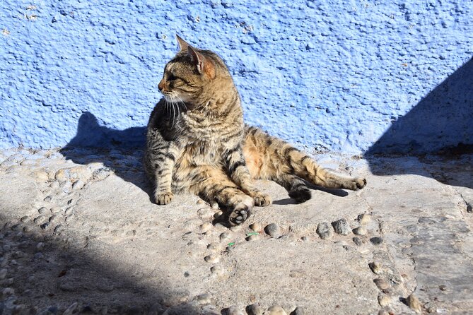 Private Full Day Trip To Chefchaouen From Fez - Who Will Get the Most From This Day Trip