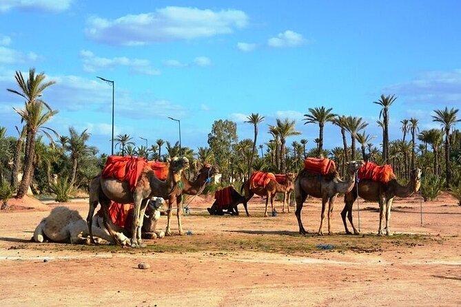 Private Marrakech Day Trip from Casablanca with Free Camel Ride - Jemaa el-Fna and the Souk Semmarine