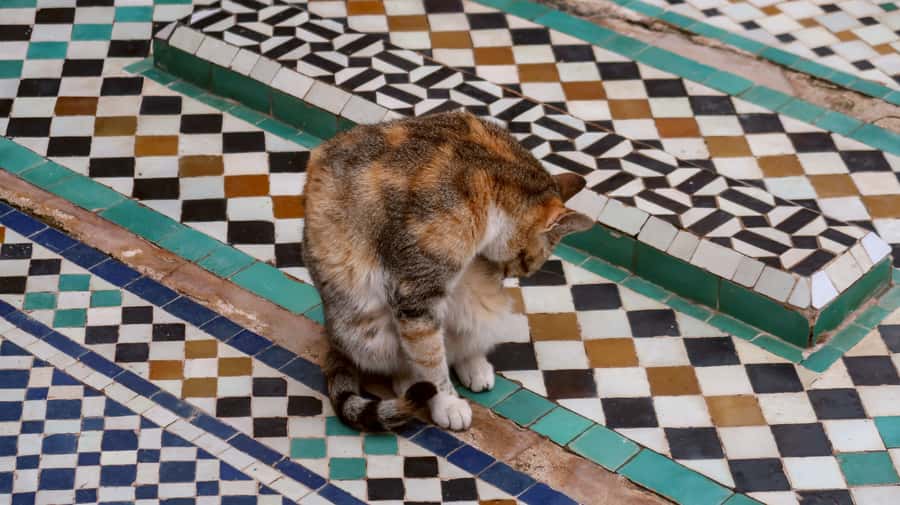 Private Tour: Half-Day Sightseeing Tour of Marrakech - What the private format means in practice