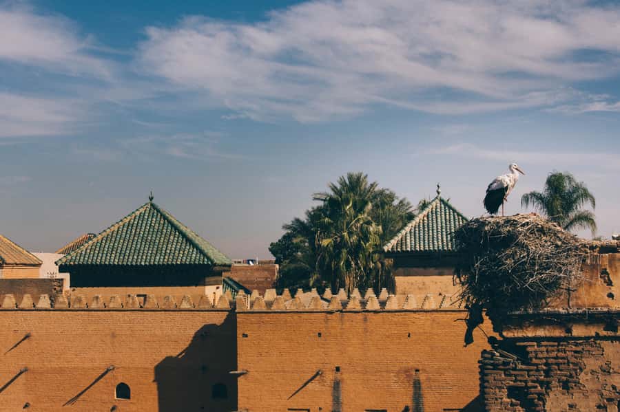 Private Tour: Half-Day Sightseeing Tour of Marrakech - Price, pace, and overall value at $95