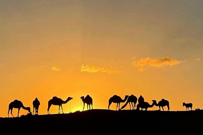 Quad Bike & Camel Ride & Dinner Show In Agafay Desert - Quad biking across the Agafay tracks