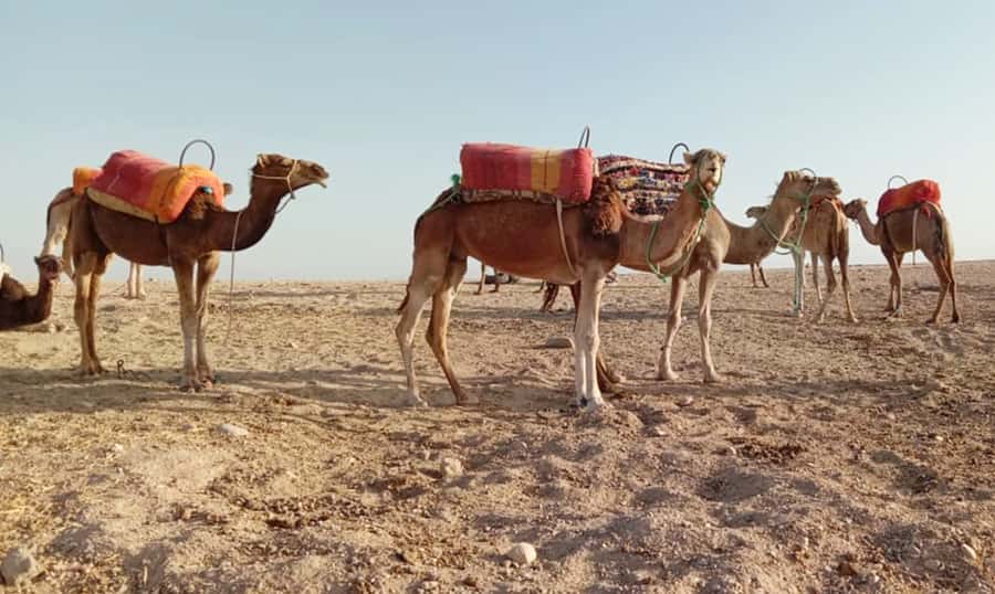Quad bike & Camel ride in Agafay with dinner at Chouf L’or - A slower hour on camelback