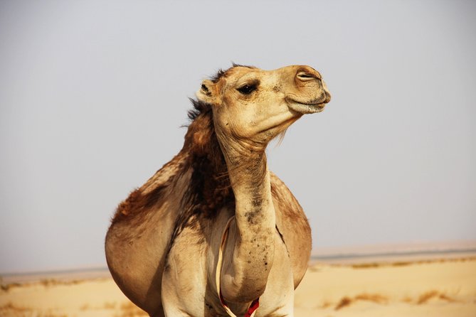 Sahara Desert Tour - 2 Days - Fez to Marrakech OR Return to Fez - Camel sunset and a night in Merzouga
