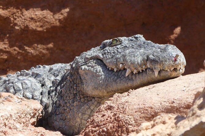 Skip the Line Ticket to Crocoparc with Optional Transfert - How long to stay and how to plan your route
