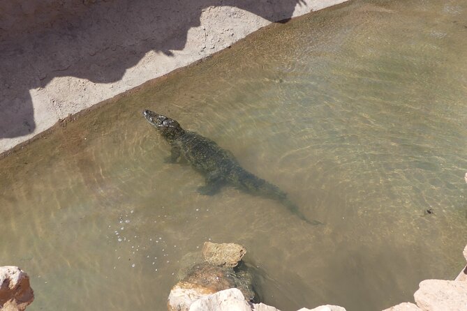 Skip the Line Ticket to Crocoparc with Optional Transfert - Who will enjoy Crocoparc most