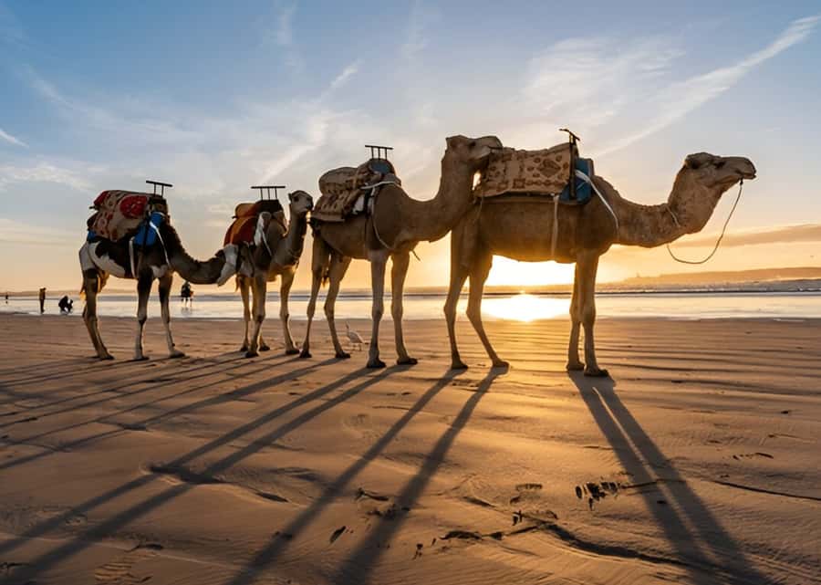 Small-Group Day Trip from Marrakech to Essaouira Mogador - Four hours to find your own Essaouira