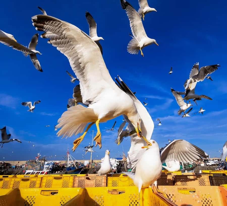 Small-Group Day Trip from Marrakech to Essaouira Mogador - The port, ramparts, and La Skala