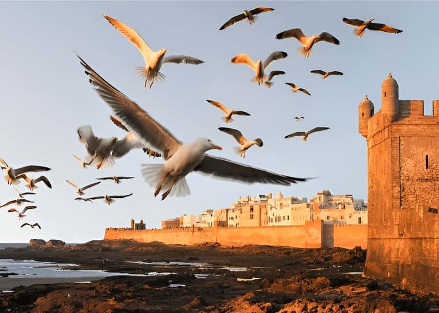 Small-Group Day Trip from Marrakech to Essaouira Mogador - The early pickup and the long road west
