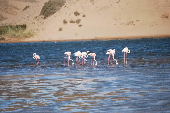 Souss Massa National Park Half Day Trip from Agadir - Why Souss Massa makes a good break from Agadir