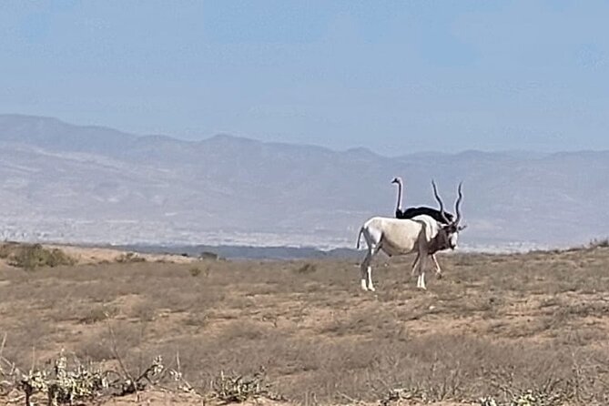 Souss Massa National Park Half Day Trip from Agadir - Bird-watching along the river and wetlands