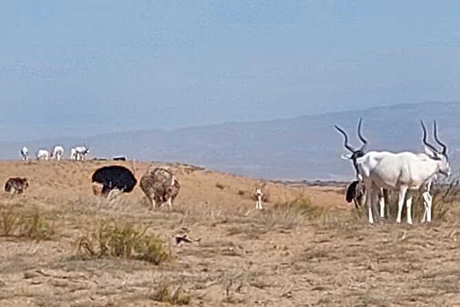Souss Massa National Park Half Day Trip from Agadir - From animals to the Atlantic at Tifnit