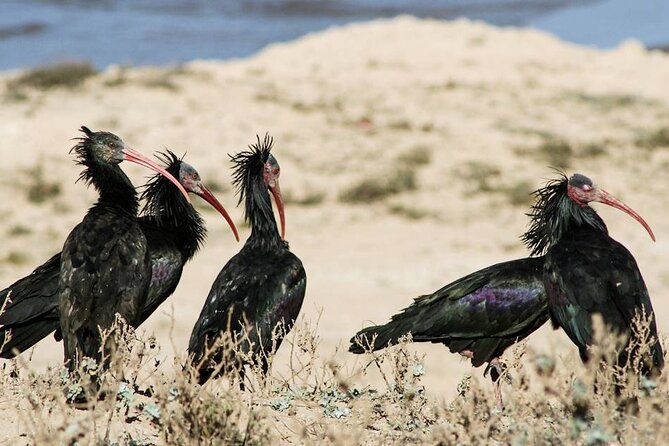 Souss Massa National Park Half Day Trip from Agadir - Moroccan lunch and what you pay separately