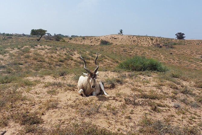Souss Massa National Park Half Day Trip from Agadir - Who will enjoy this half-day trip