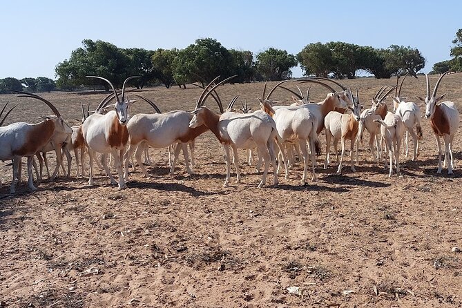 Souss Massa National Park Half Day Trip from Agadir - Practical details for a smoother morning