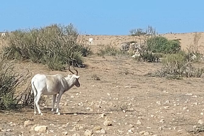 Souss Massa National Park Half Day Trip from Agadir - Leaving Agadir through argan and eucalyptus country