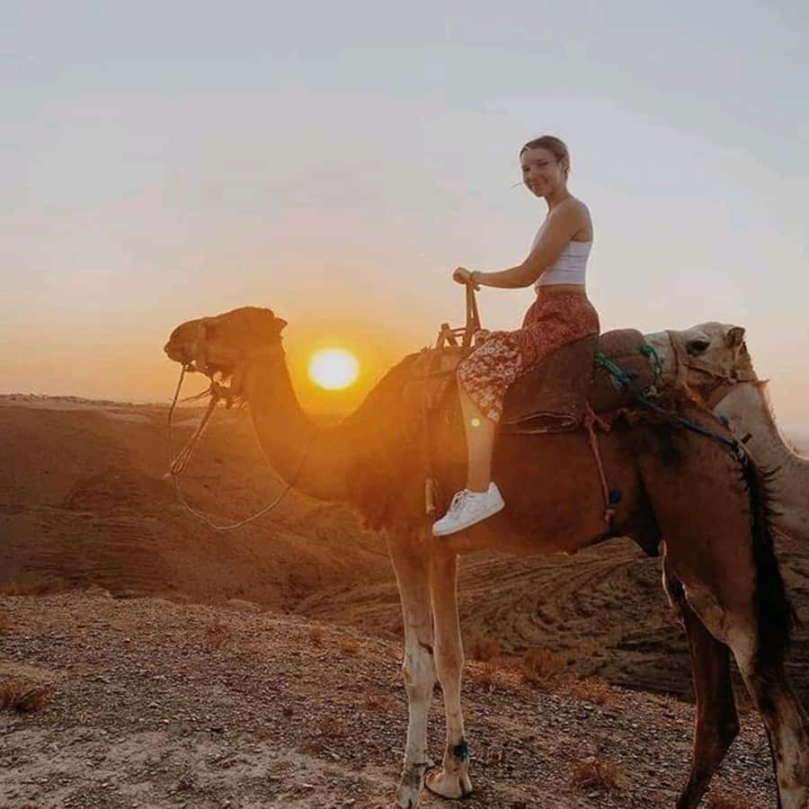 Sun set camel ride in palmerai of Marrakesh - A gentle sunset ride in the Palmeraie