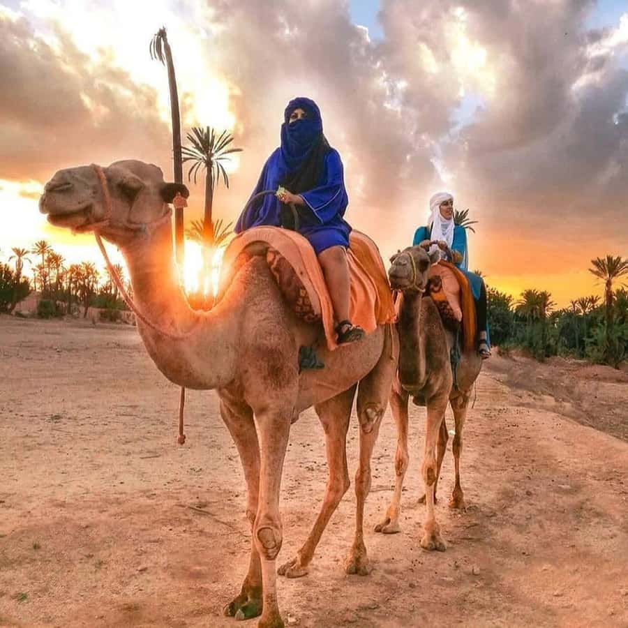 Sun set camel ride in palmerai of Marrakesh - Hotel pickup takes away the hardest part