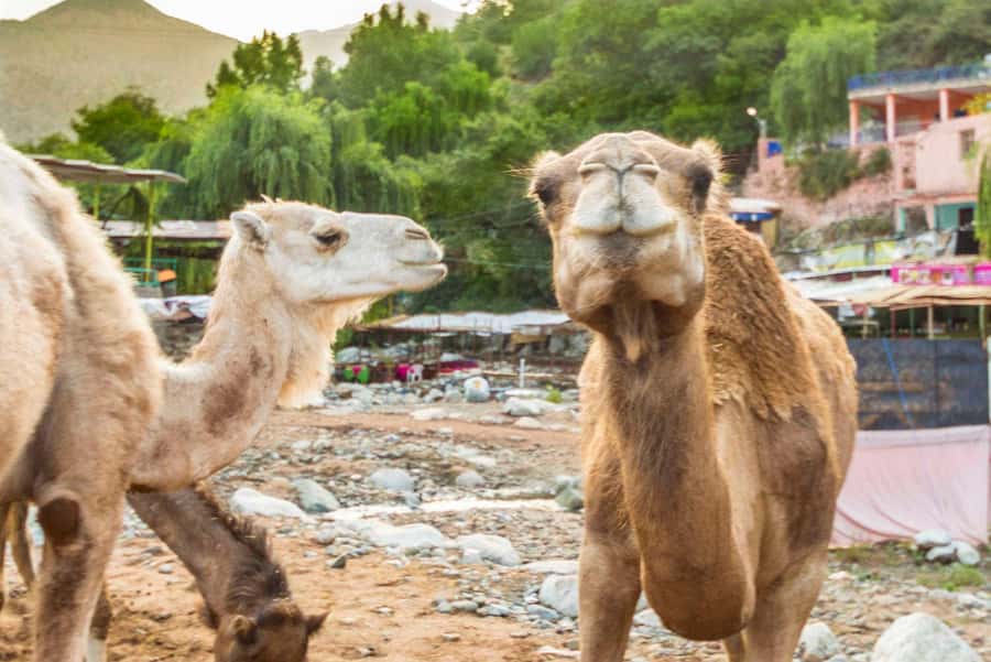 Sun set camel ride in palmerai of Marrakesh - Meeting the camels and wearing nomadic dress