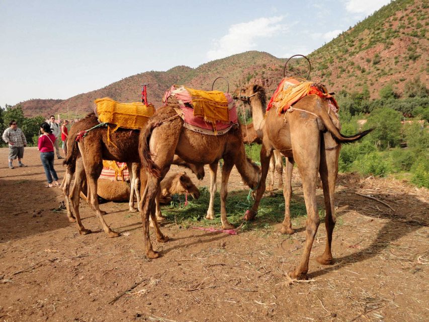 Sun set camel ride in palmerai of Marrakesh - Tea under the evening sky